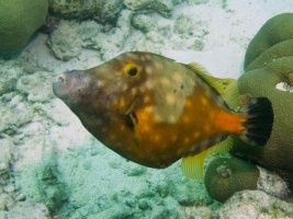 Whitespotted Filefish IMG 5493